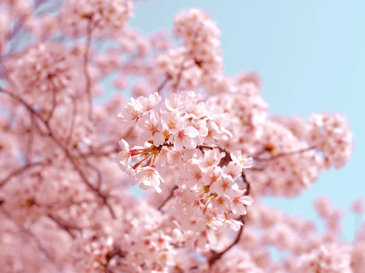 Yoshino cherry tree in full bloom — the tree our studio is named after